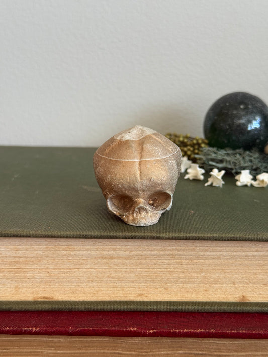 Skull statue - Serpent’s Whisper XXV - XI
