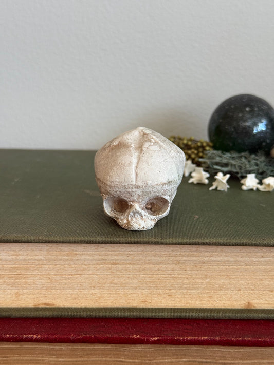 Skull statue - Serpent’s Whisper XXV - V